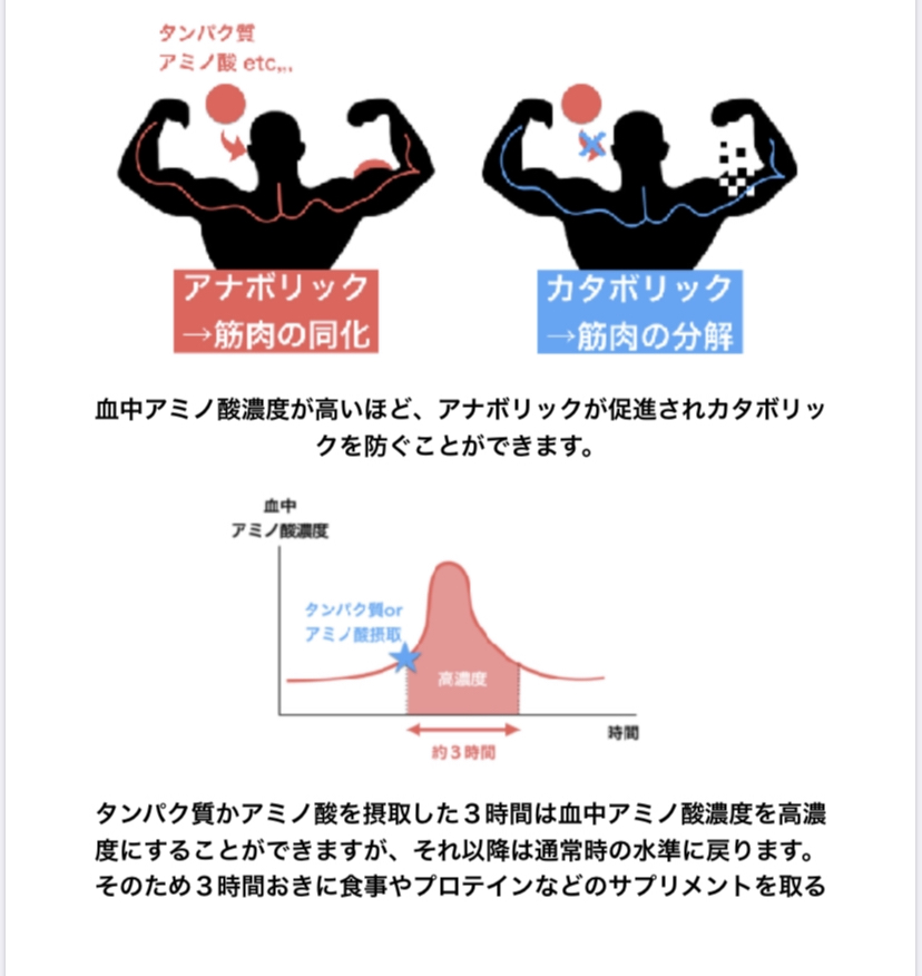 血中アミノ酸濃度を常に高く保とう。