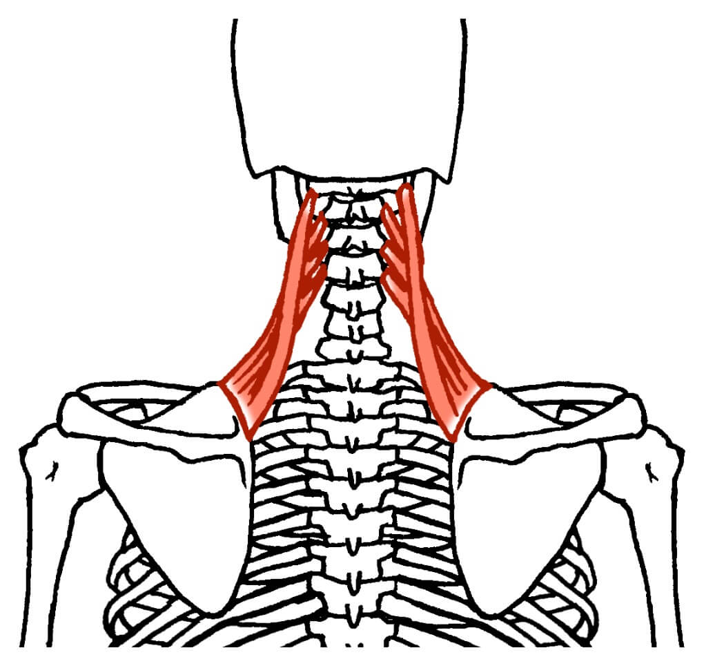 肩甲挙筋のトレーニング＆ストレッチについて　パーソナルトレーニングジムKenz