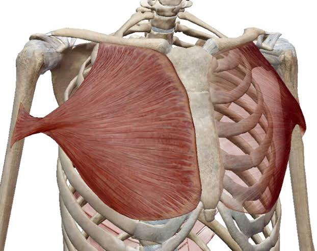 猫背&巻き型を改善するためには…