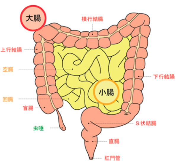 腸の働きとは！〜Part 1  〜消化と吸収について　パーソナルトレーニングジムKenz