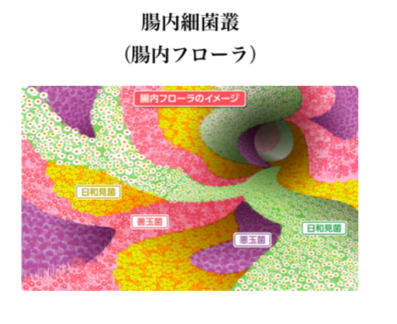 腸のはたらき　⑤ 腸内細菌の棲家 〜パート 2 〜　パーソナルトレーニングジムKenz