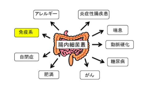 腸のはたらき　⑤ 腸内細菌の棲家 〜パート３〜　パーソナルトレーニングジムKenz