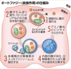 『 なぜファスティングはいいのか？”空腹”が生み出す科学的メリットとは？！  』パーソナルトレーニングジム kenz