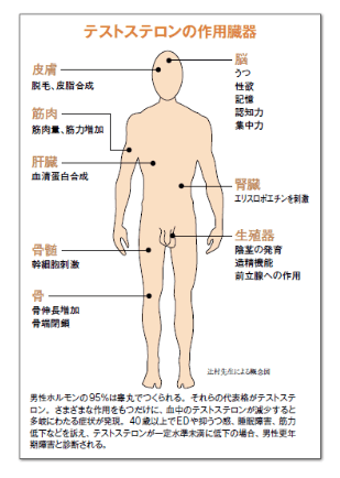 『 男性ホルモンを増やすためには？！』〜パーソナルトレーニングジム  kenz 〜